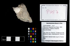 Foto (Objekt + Etikett) von Pithonoton marginatum (von Meyer, 1842)  (NHMW-GEO-2014-0194-0857)